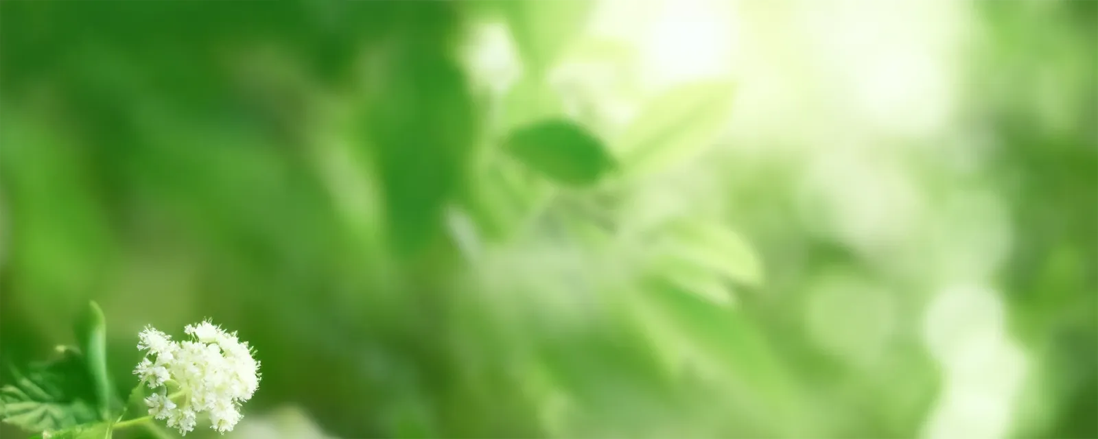 Sustainable Healthcare